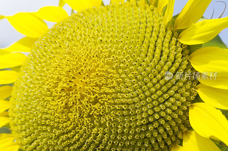 向日葵田(Helianthus annuus)